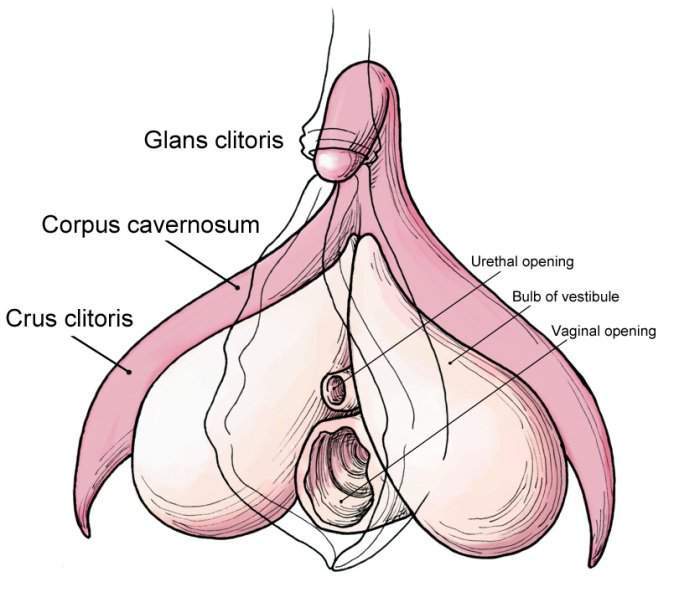 Klitorisz anatómia